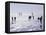 Ice Sailing-null-Framed Premier Image Canvas