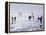 Ice Sailing-null-Framed Premier Image Canvas