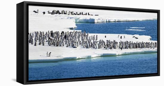 Ice Shelf, Antarctica. Emperor Penguin chicks at the edge of an ice shelf.-Janet Muir-Framed Premier Image Canvas