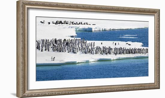 Ice Shelf, Antarctica. Emperor Penguin chicks at the edge of an ice shelf.-Janet Muir-Framed Photographic Print