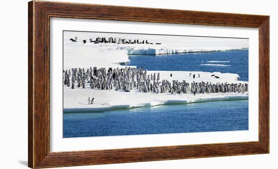 Ice Shelf, Antarctica. Emperor Penguin chicks at the edge of an ice shelf.-Janet Muir-Framed Photographic Print