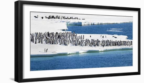 Ice Shelf, Antarctica. Emperor Penguin chicks at the edge of an ice shelf.-Janet Muir-Framed Photographic Print