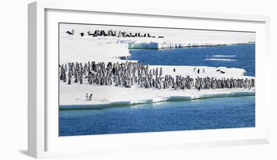 Ice Shelf, Antarctica. Emperor Penguin chicks at the edge of an ice shelf.-Janet Muir-Framed Photographic Print