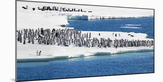 Ice Shelf, Antarctica. Emperor Penguin chicks at the edge of an ice shelf.-Janet Muir-Mounted Photographic Print