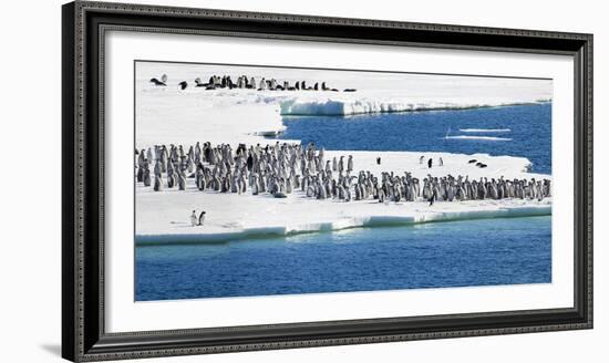 Ice Shelf, Antarctica. Emperor Penguin chicks at the edge of an ice shelf.-Janet Muir-Framed Photographic Print