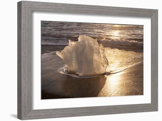 Ice Tulip-Michael Blanchette Photography-Framed Photographic Print