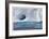 Iceberg and Seabirds-Donald Paulson-Framed Giclee Print