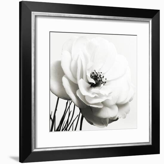 Iceberg Rose BW-Tom Quartermaine-Framed Giclee Print