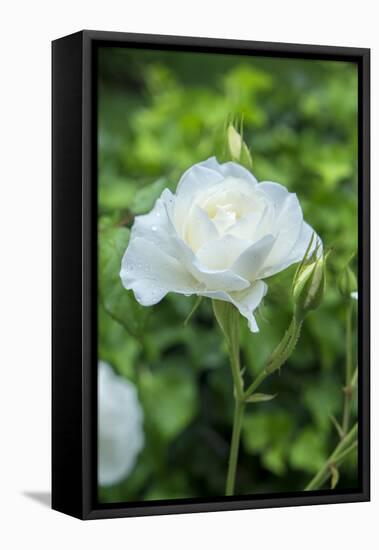 Iceberg Rose, Usa-Lisa S. Engelbrecht-Framed Premier Image Canvas