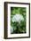 Iceberg Rose, Usa-Lisa S. Engelbrecht-Framed Photographic Print