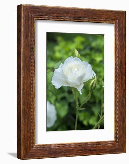 Iceberg Rose, Usa-Lisa S. Engelbrecht-Framed Photographic Print