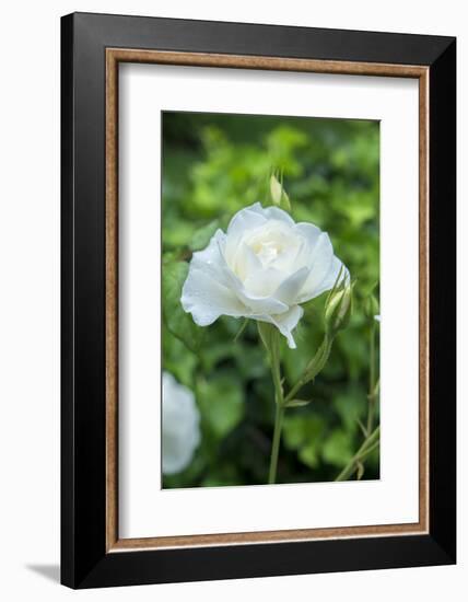 Iceberg Rose, Usa-Lisa S. Engelbrecht-Framed Photographic Print