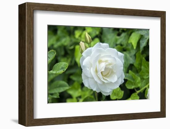 Iceberg Rose, Usa-Lisa S. Engelbrecht-Framed Photographic Print