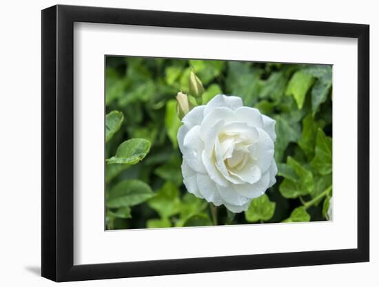 Iceberg Rose, Usa-Lisa S. Engelbrecht-Framed Photographic Print