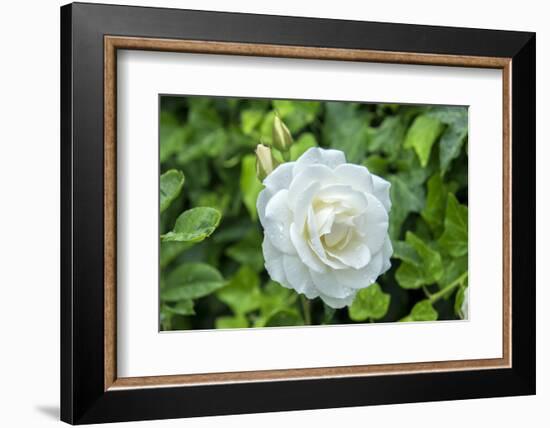 Iceberg Rose, Usa-Lisa S. Engelbrecht-Framed Photographic Print