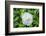 Iceberg Rose, Usa-Lisa S. Engelbrecht-Framed Photographic Print