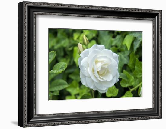 Iceberg Rose, Usa-Lisa S. Engelbrecht-Framed Photographic Print