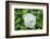 Iceberg Rose, Usa-Lisa S. Engelbrecht-Framed Photographic Print