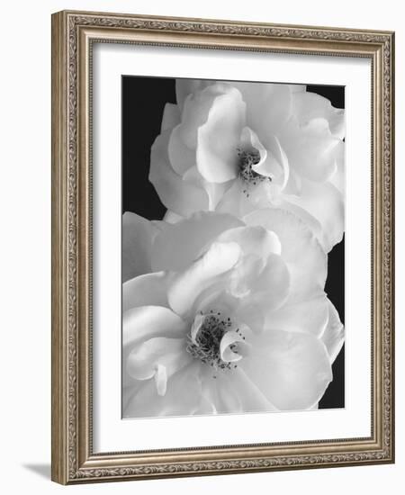 Iceberg Roses II-Sondra Wampler-Framed Art Print