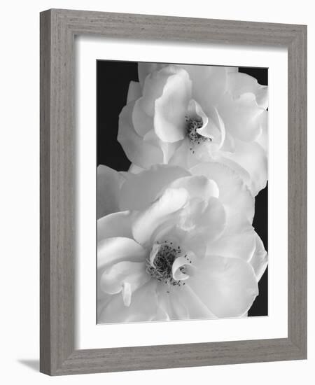 Iceberg Roses II-Sondra Wampler-Framed Art Print