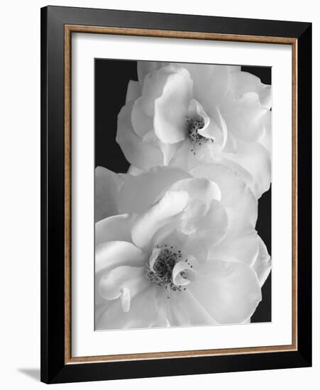 Iceberg Roses II-Sondra Wampler-Framed Art Print