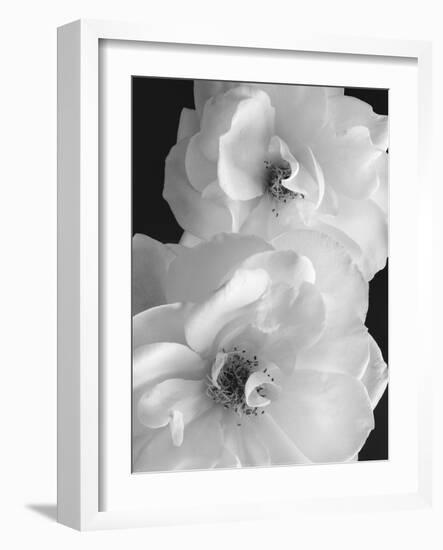 Iceberg Roses II-Sondra Wampler-Framed Art Print