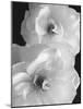Iceberg Roses II-Sondra Wampler-Mounted Art Print