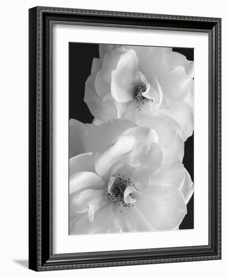 Iceberg Roses II-Sondra Wampler-Framed Art Print