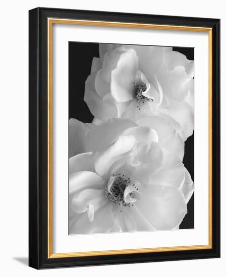 Iceberg Roses II-Sondra Wampler-Framed Art Print