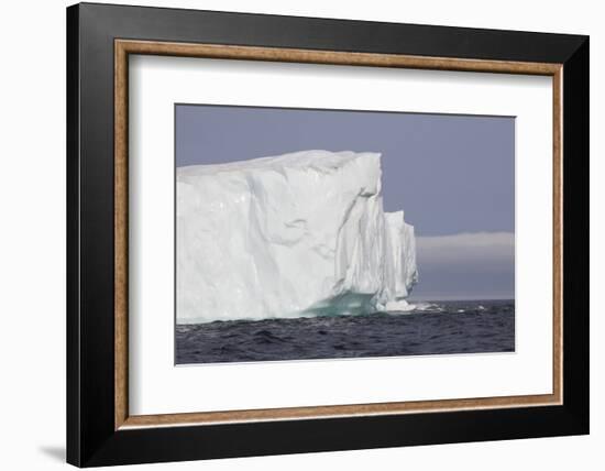 Icebergs, Kings Cove, Newfoundland, Canada-Greg Johnston-Framed Photographic Print