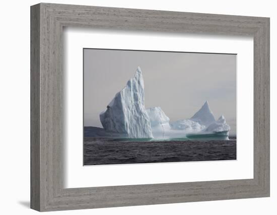 Icebergs, Kings Cove, Newfoundland, Canada-Greg Johnston-Framed Photographic Print