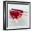 Iced Lollies-David Munns-Framed Premium Photographic Print