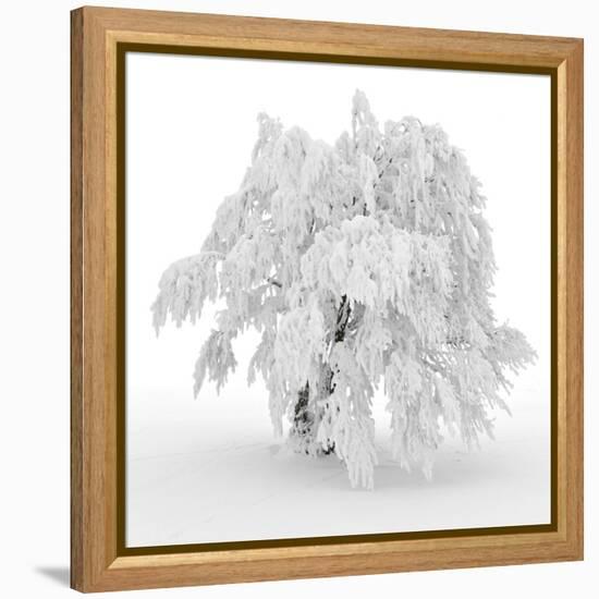 Iced Tree-Philippe Sainte-Laudy-Framed Premier Image Canvas