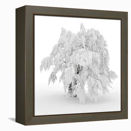 Iced Tree-Philippe Sainte-Laudy-Framed Premier Image Canvas