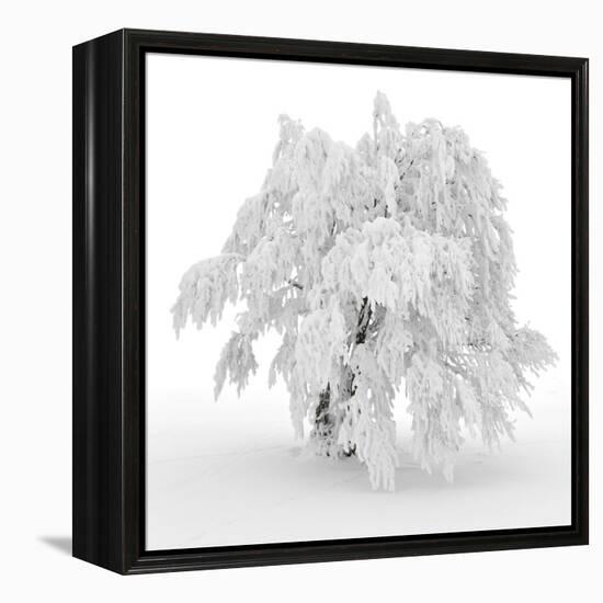 Iced Tree-Philippe Sainte-Laudy-Framed Premier Image Canvas