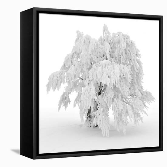 Iced Tree-Philippe Sainte-Laudy-Framed Premier Image Canvas