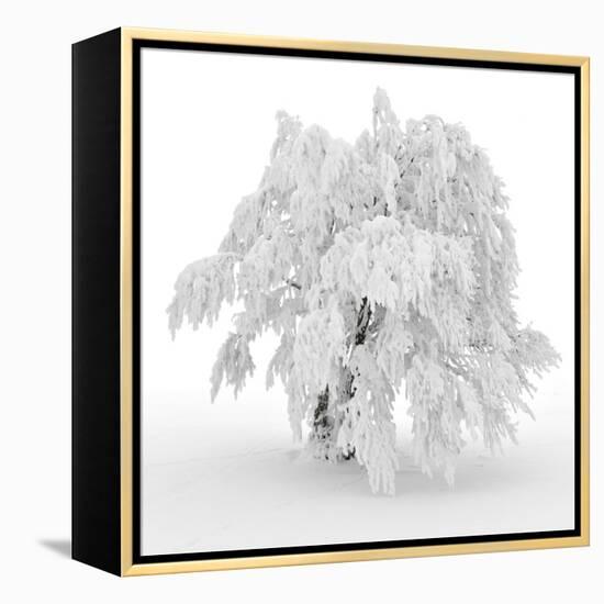 Iced Tree-Philippe Sainte-Laudy-Framed Premier Image Canvas