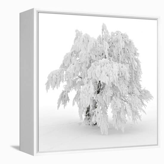 Iced Tree-Philippe Sainte-Laudy-Framed Premier Image Canvas