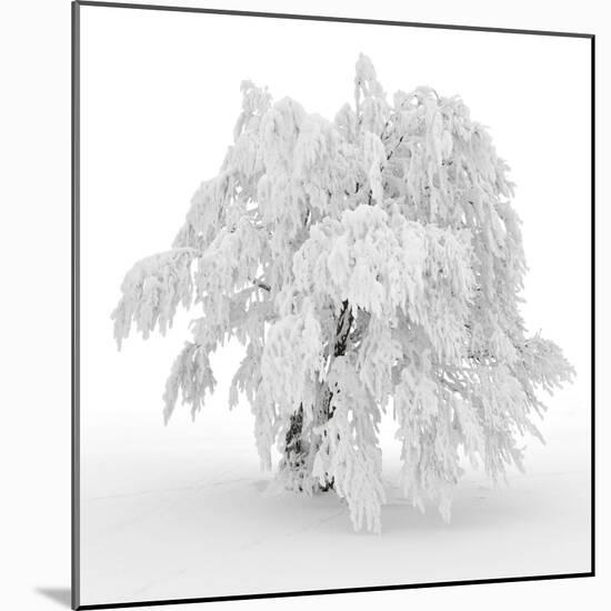 Iced Tree-Philippe Sainte-Laudy-Mounted Photographic Print