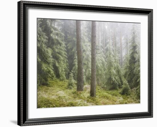 Iced Up Forest in the Wechsel Region, Lower Austria, Austria-Rainer Mirau-Framed Photographic Print