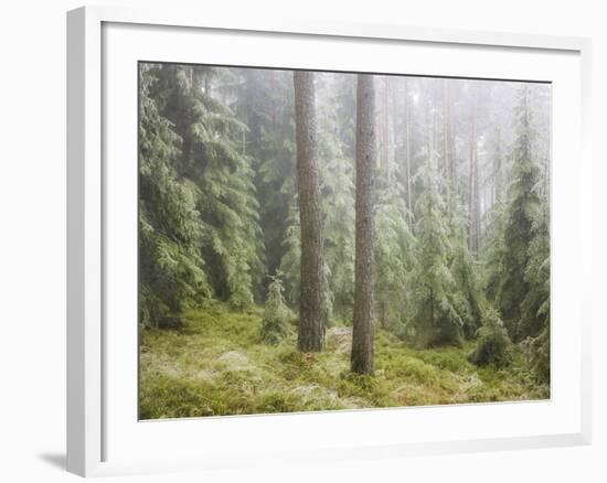 Iced Up Forest in the Wechsel Region, Lower Austria, Austria-Rainer Mirau-Framed Photographic Print