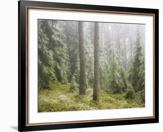 Iced Up Forest in the Wechsel Region, Lower Austria, Austria-Rainer Mirau-Framed Photographic Print