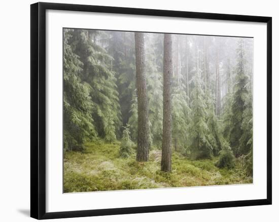 Iced Up Forest in the Wechsel Region, Lower Austria, Austria-Rainer Mirau-Framed Photographic Print