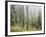 Iced Up Forest in the Wechsel Region, Lower Austria, Austria-Rainer Mirau-Framed Photographic Print