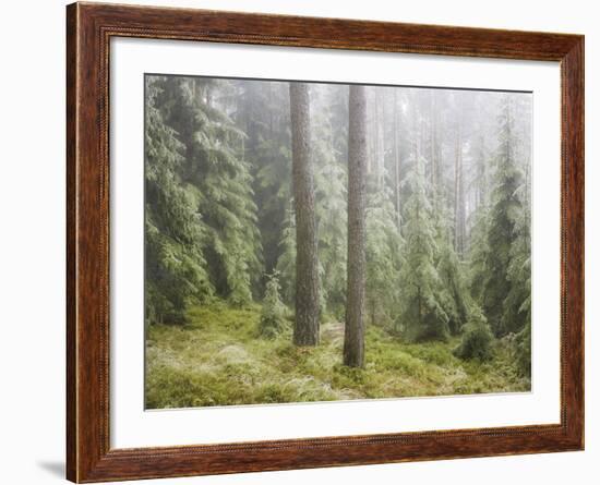 Iced Up Forest in the Wechsel Region, Lower Austria, Austria-Rainer Mirau-Framed Photographic Print