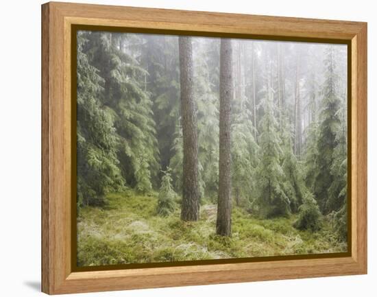 Iced Up Forest in the Wechsel Region, Lower Austria, Austria-Rainer Mirau-Framed Premier Image Canvas