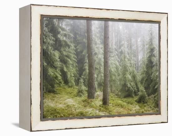 Iced Up Forest in the Wechsel Region, Lower Austria, Austria-Rainer Mirau-Framed Premier Image Canvas