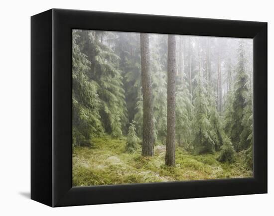 Iced Up Forest in the Wechsel Region, Lower Austria, Austria-Rainer Mirau-Framed Premier Image Canvas