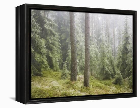 Iced Up Forest in the Wechsel Region, Lower Austria, Austria-Rainer Mirau-Framed Premier Image Canvas