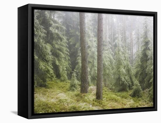 Iced Up Forest in the Wechsel Region, Lower Austria, Austria-Rainer Mirau-Framed Premier Image Canvas